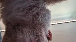 SeattleDad and BearfootHunter in Bed and one of us gets bred!