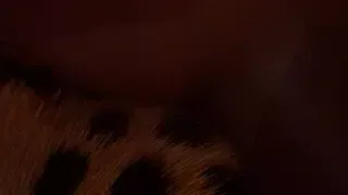 Cheetah Yiffs Twink Boy & Cums Inside Him (Furry Gay Sex) | Wild Life Furries