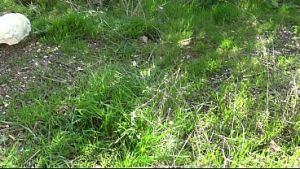 Cheating cuckold wife lets stranger cum on her hairy pussy in public