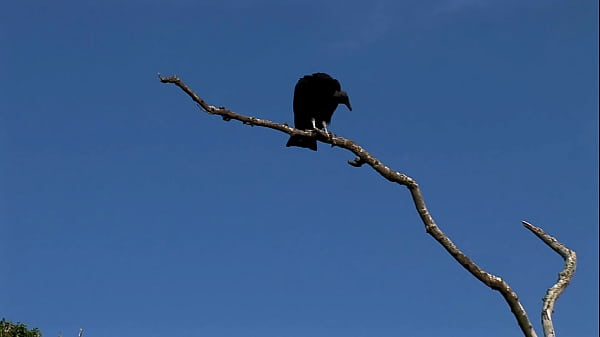 Voyeurs get an eyeful of two hot lesbians fucking on the beach